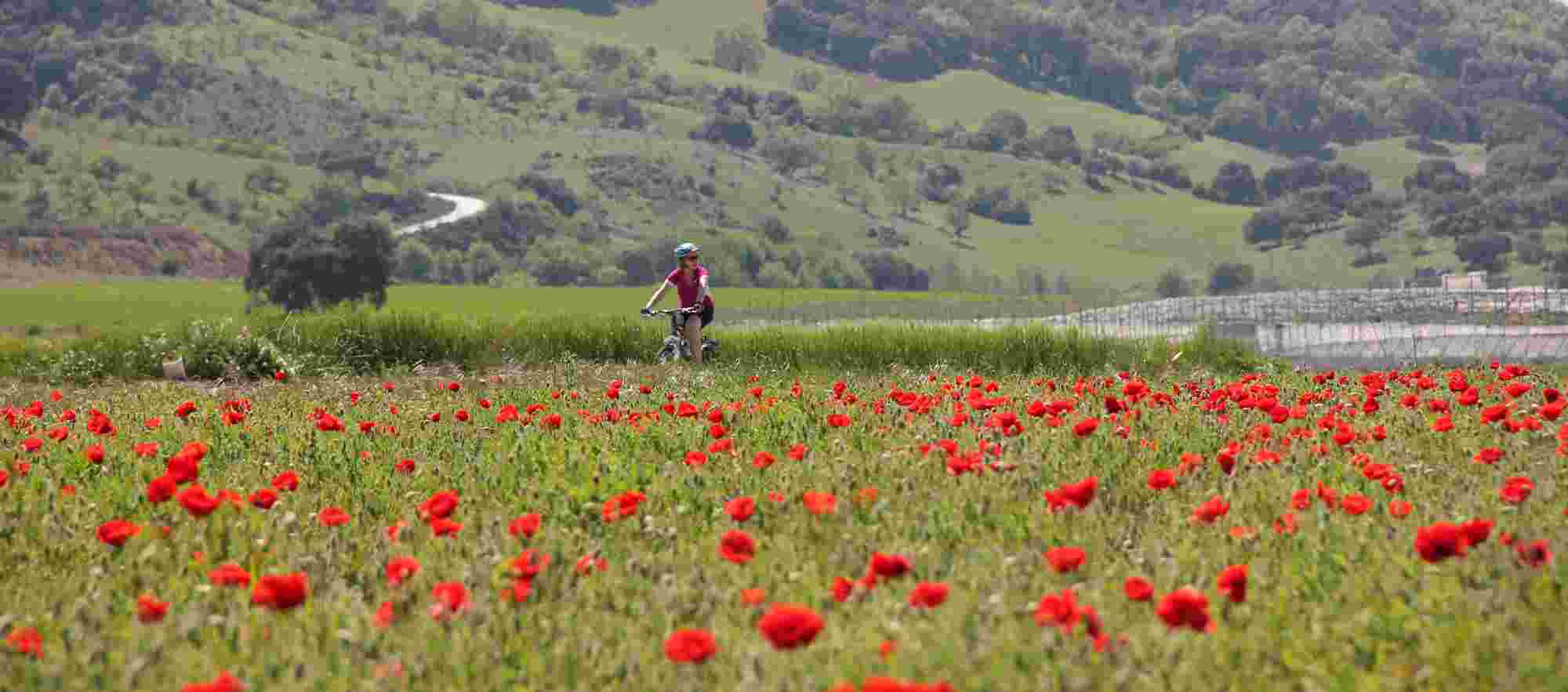 Cyclist amongs field of poppies