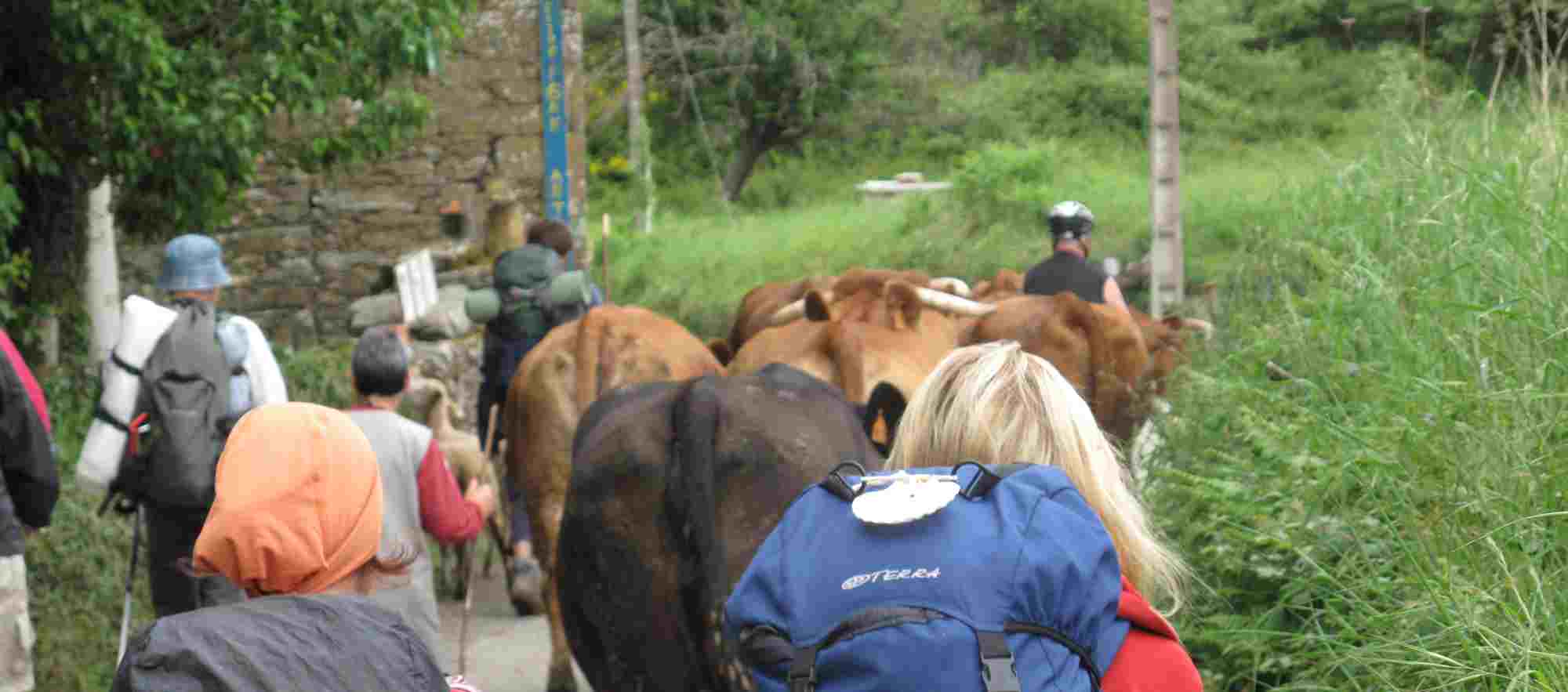 Walkers amongst a herd of cows in the Camino de Santiago