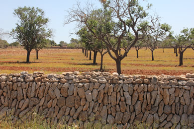 stone wall and fields in mallorca