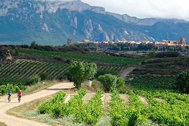 cyclists in beautiful landscape surrounded by vineyards