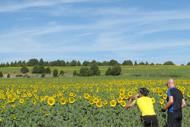 sunflower field being photographed