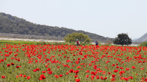 cyclists amongst field of poppies