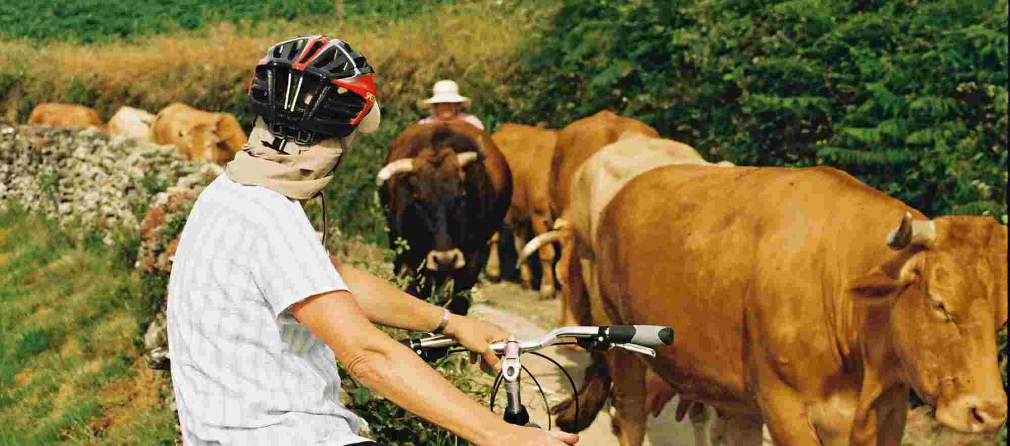 cyclist sat on a stone wall waiting for a herd of cows to pass