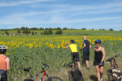 cyclists taking photos of sunflower fields